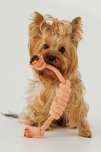 Игрушка канат с узлами для собак KUMAOCHONGWUYONGPIN KM52661 Оранжевый (2000990382887)